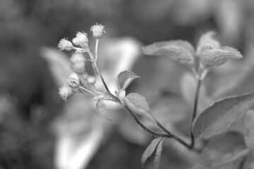 Dry flowers during winter in nature for black and white art