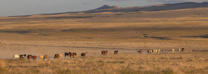 Wild Horses in the Utah Desert in Autumn