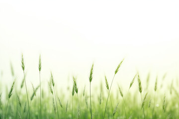 grass on white background
