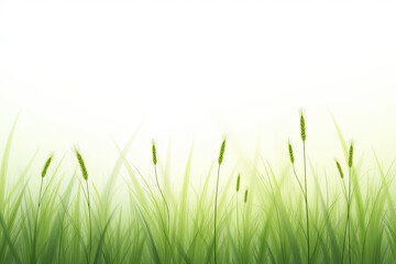 grass on white background
