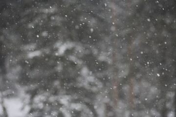 Obraz premium snowfall in the winter forest