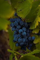 Racimo de uvas negras en época de vendimia.