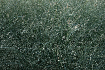 Switchgrass or Panicum virgatum is ornamental plant for landscape design. Natural abstract background.