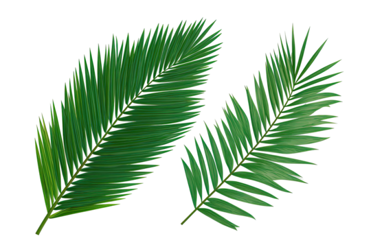 Two vibrant green palm fronds, detailed and slightly overlapping, against a black background.  Fine, parallel veins and a slightly textured leaf surface are visible