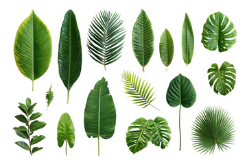 Collection of various tropical leaves, vibrant green hues