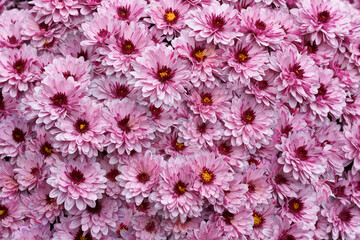 Pink flowers pattern background