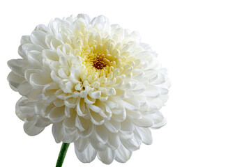 Close-up of a single, large, white chrysanthemum.  Soft, ruffled petals form a full, round bloom.  Pale yellow center.  Dark background isolates the flower