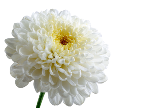 Close-up of a single, large, white chrysanthemum.  Soft, ruffled petals form a full, round bloom.  Pale yellow center.  Dark background isolates the flower