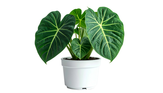 Houseplant with large, dark green leaves and striking light veins in a white pot, black background