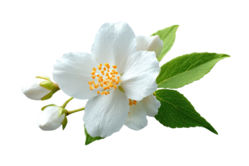 Close-up of a jasmine flower with buds and leaves.  Delicate white petals surround a central cluster of yellow stamens.  Fresh green leaves accentuate the blossoms