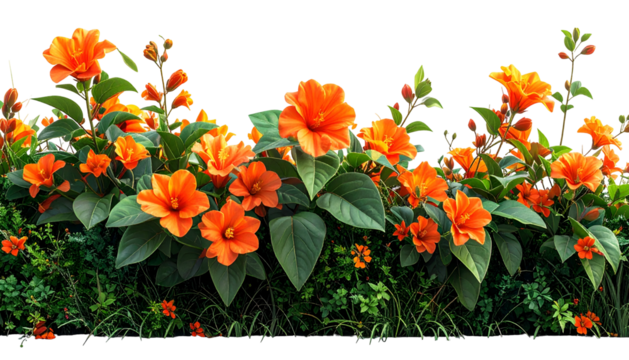 A vibrant line of orange blossoms with large green leaves against a solid black background