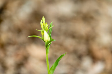 Newly sprouted plant emerging from the ground in a natural setting