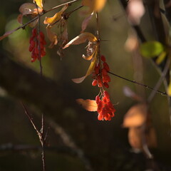 autumn leaves on the tree, barberry,  nature, season, fall, medical plants, Canada, Alberta