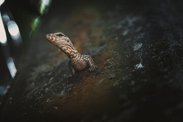 A beautiful lizard sits on a tree. Portrait of a lizard.