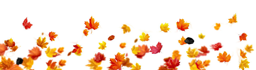Autumn leaves scattered on a white surface
