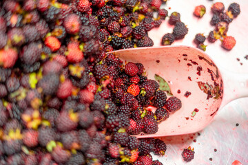 Blackberry fruit for sale supermarket