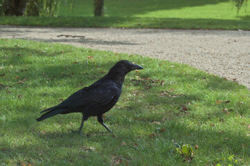 Black crow walking in a park with green grass - Rotterdam, Netherlands