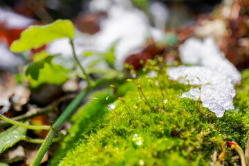 Close-up of moss and snow in a forest