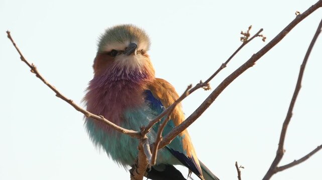 colorful roller sitting on a branch, closeup 164