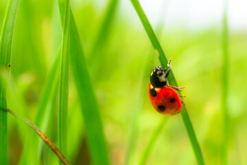 Ladybug crawling on green grass blade