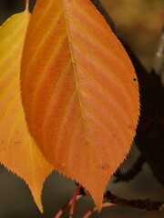 red autumn leaf