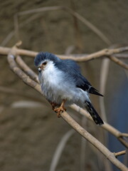 pygmy falcon