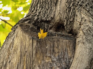 tree trunk with yellow leaves