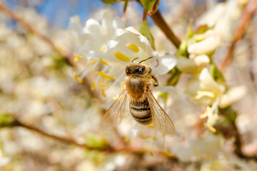 Honeybee collecting nectar from flowers