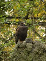 dusky hawk