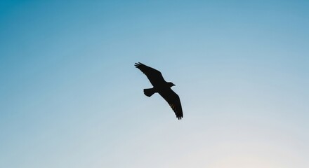 Obraz premium Silhouette of a bird flying against a clear blue sky, seen from below. Nature and wildlife concept for freedom and vastness of nature.