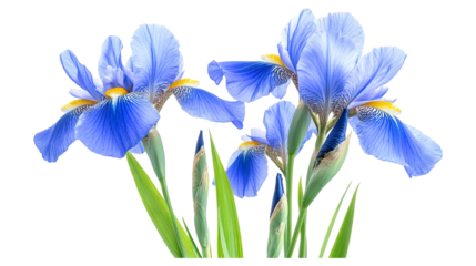 Beautiful blue iris flowers isolated on a transparent white background, clipping path
