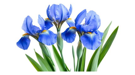 Beautiful blue iris flowers isolated on a transparent white background, clipping path