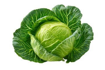 Obraz premium A vibrant green cabbage, beautifully displayed against a transparent background