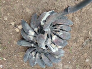 This image highlights themes of food waste, decomposition, and neglected produce, suitable for concepts related to environmental issues, sustainability, or discarded food. 