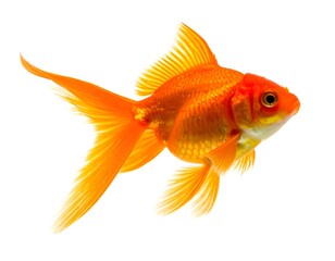 An orange, aquatic creature with flowing fins, against a white backdrop