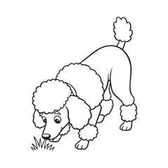 Poodle Sniffing Ground Line Art Illustration