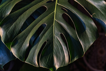 Green leaves of Monstera in the sunset. Variegated Monstera leaves in the shade. Tropical leaf of green monstera on the background of the wall. The concept of the nature of domestic plants. Flowers.