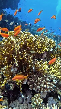 aquatic, beautiful, beauty, colorful, coral, corals, egypt, finger leather coral, leather finger coral, marine, ocean, polyps, red sea, reef, sea, sinularia polydactyla, soft corals, tropical, underse