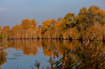 Turanga is a sacred tree revered in Kazakh culture.