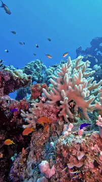Finger Leather Coral (Sinularia polydactyla). Taken in Sharm el Sheikh, Egypt.