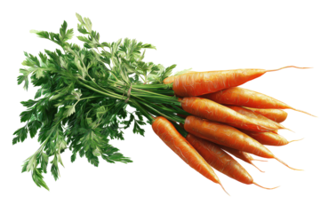 Fresh bunch of carrots with vibrant green leaves