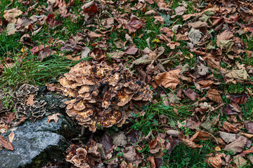 Tree fungus growing from the ground in park