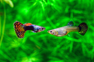 Fototapeta premium Tiger,mosaic guppy fish.Guppy Multi Colored Fish in a Tropical Acquarium.A green beautiful planted tropical freshwater aquarium with fishes.