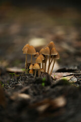 Close-Up of Mushrooms and Leaves in Fall