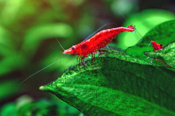 A green beautiful planted tropical freshwater aquarium with fishes and shrimps.Cherry dwarf shrimp stay on green leaf of water plant in fresh water aquarium tank