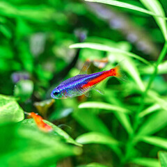 A green beautiful planted tropical freshwater aquarium with fishes and shrimps.Plants and neon tetra fish in freshwater aquarium.
