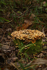 Forest Floor Mushrooms &ndash; Macro Photography