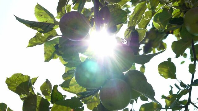 Ripe apples are hanging on the apple tree. The concept of harvesting and farming