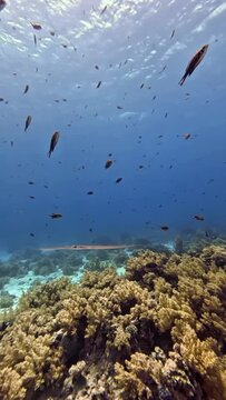 Smooth Cornetfish (Fistularia commersonii). Taking in Red Sea, Egypt.                               