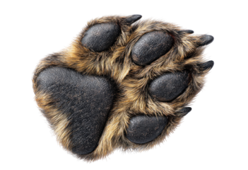 Close-up of a brown dog paw print